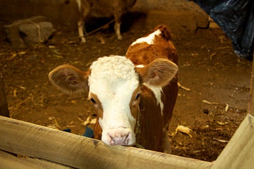 homesteaders